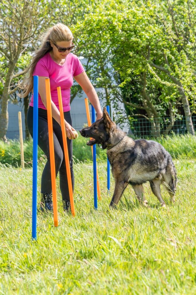Spelen en trainen van honden